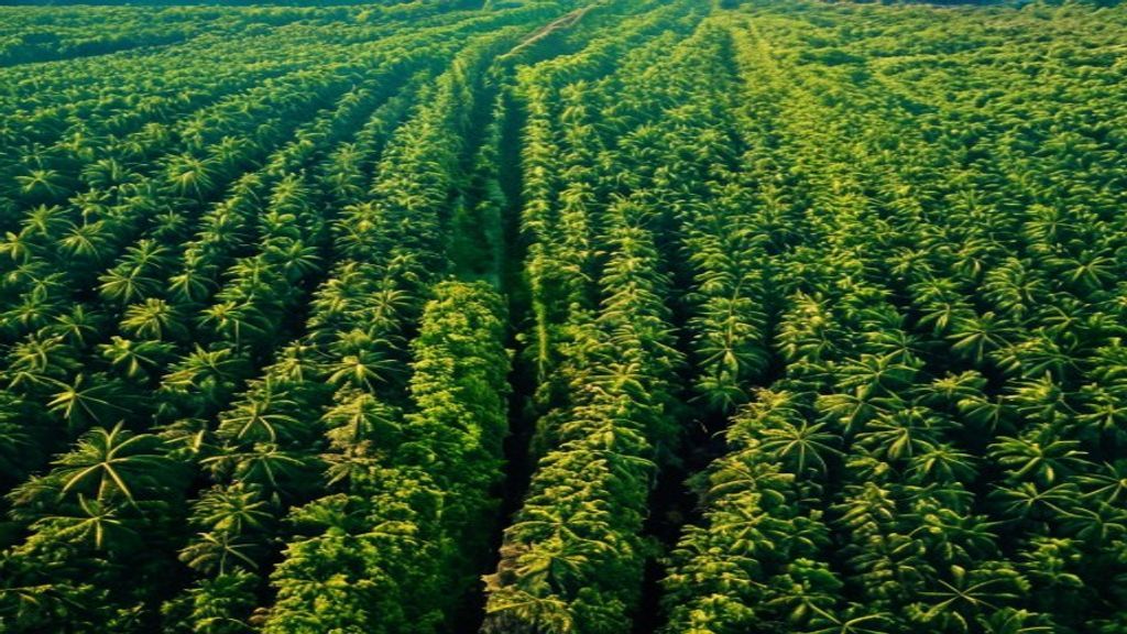Development of Automatic Oil Palm Tree Counting System Based on Remote Sensing Images