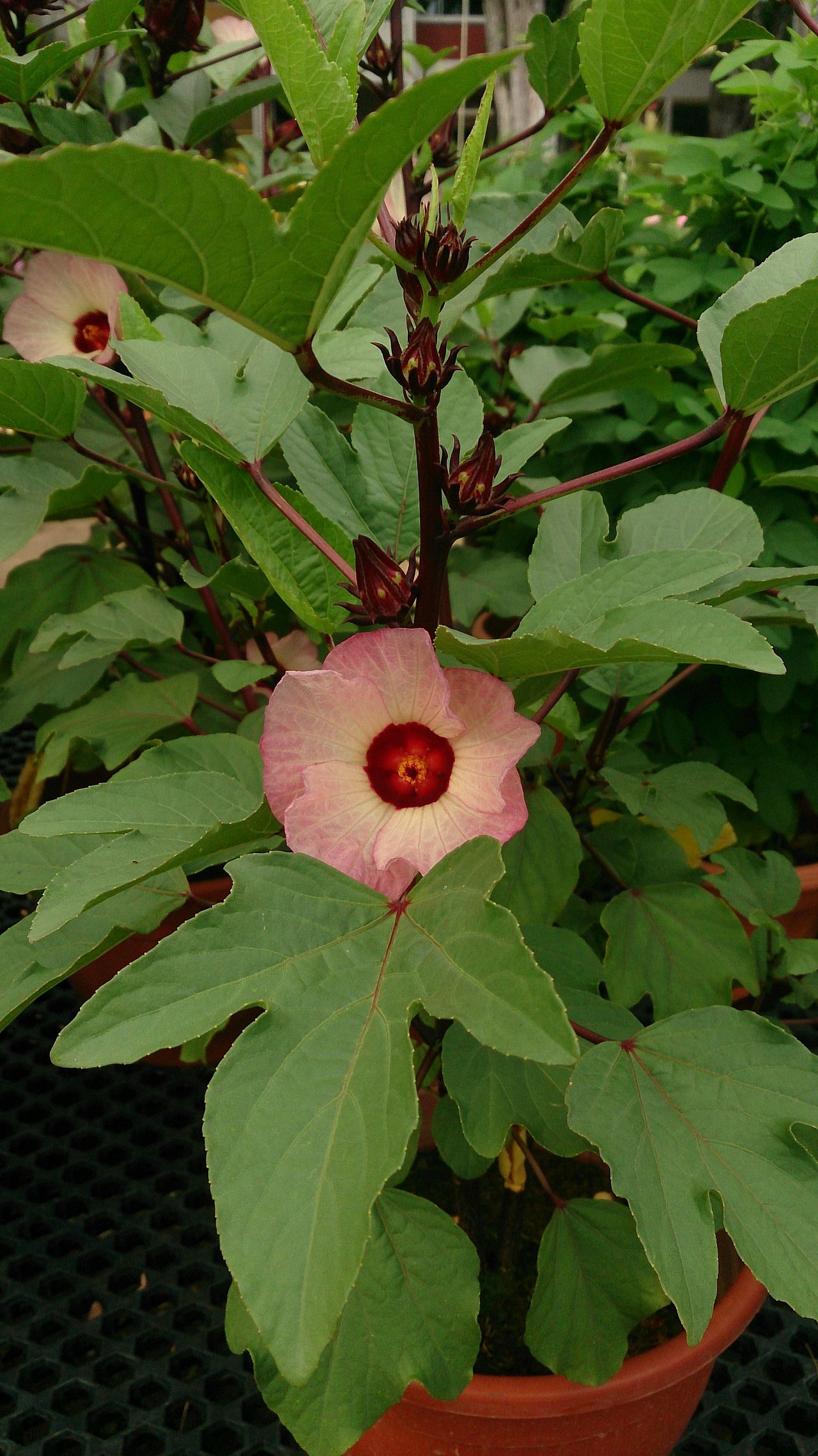 Pengaruh Tingkat Kemasakan terhadap Viabilitas Benih Tanaman Rosela (Hibiscus sabdariffa L.)